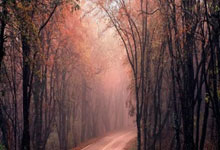 东升国际官网：NBA-坎宁安27+8+10 活塞123-103大胜赛季双杀奇才.